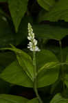 Seneca snakeroot